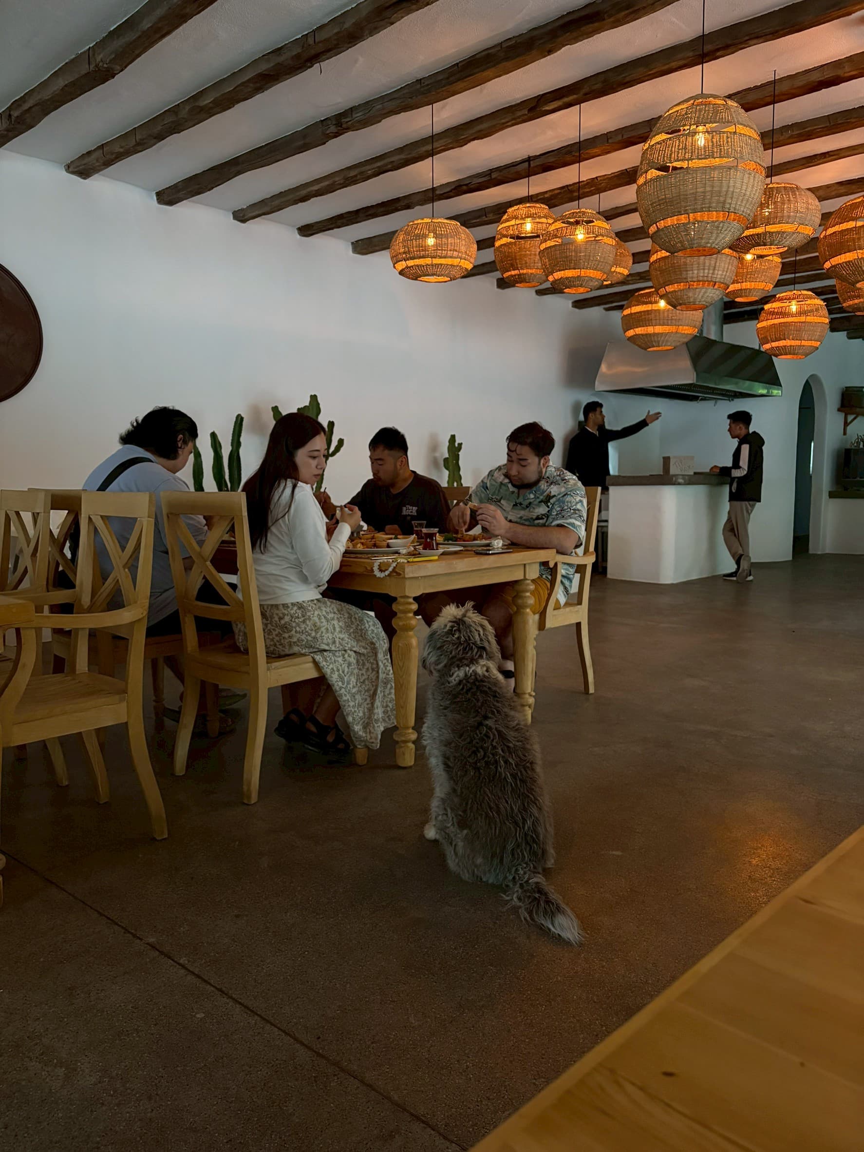 ホテルの犬が見つめてきます