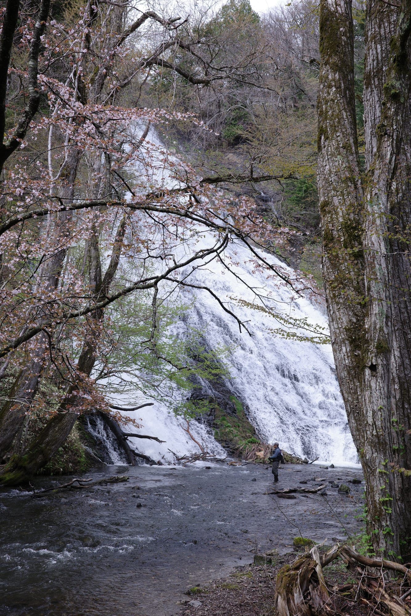 Yudaki waterfalls and Sakura